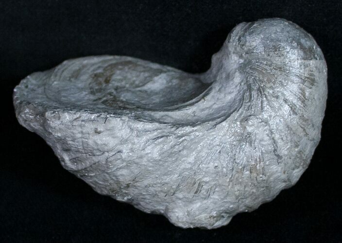 Gryphaea (Devil's Toenail) Fossil Oyster - Jurassic #9897